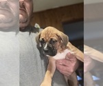 Small Boxer