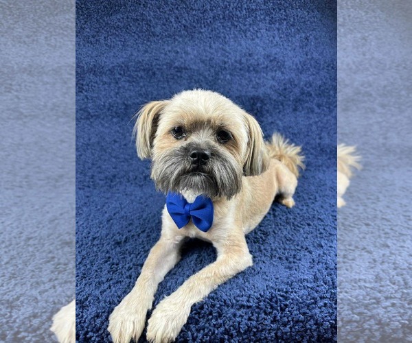 Medium Photo #2 Maltese-Unknown Mix Puppy For Sale in Grafton, WI, USA