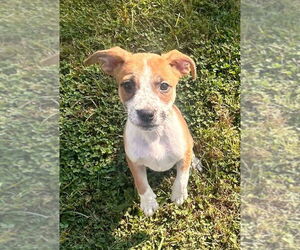 Borador Dogs for adoption in Aurora, IN, USA