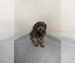 FELIX - Male Miniature Schnauzer-Unknown Mix Dog for Adoption - Small photo