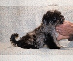 Small #7 Yorkiepoo mix (+ Poodle Toy)