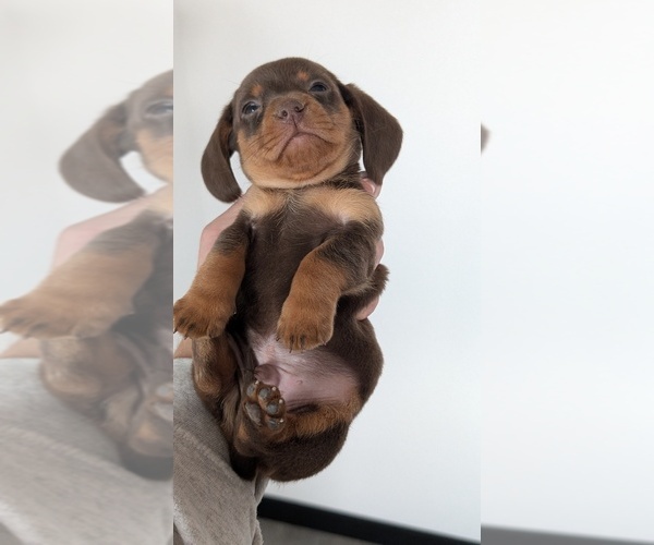 Medium Photo #9 Dachshund Puppy For Sale in GOSHEN, IN, USA
