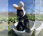 Small Photo #4 Newfypoo Puppy For Sale in PLEASUREVILLE, KY, USA