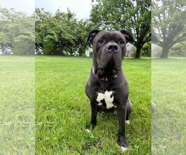 Medium Photo #2 American Pit Bull Terrier-Unknown Mix Puppy For Sale in COLUMBIA, MD, USA