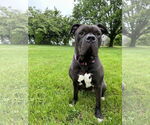 Small #1 American Pit Bull Terrier Mix