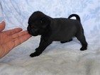 Small Photo #6 Pug Puppy For Sale in CATLETT, VA, USA