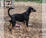 Small #1 Mutt
