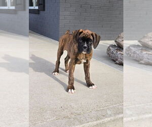 Boxer Puppy for sale in FRANKLIN, IN, USA