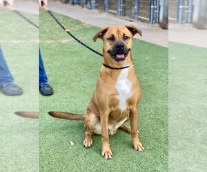 Laredo - Aussie Puppy - Male Boxer Dog for Adoption - Photo #10