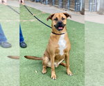 Small Photo #10 Boxer Puppy For Sale in Austin, TX, USA
