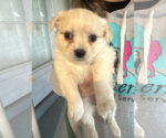 Small #1 Maltese Mix