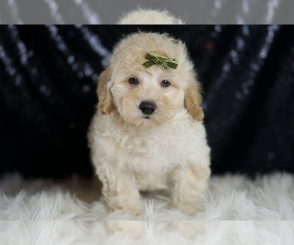 Medium Photo #4 Goldendoodle (Miniature) Puppy For Sale in WARSAW, IN, USA