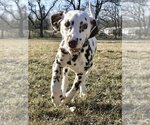 Small Photo #4 Dalmatian Puppy For Sale in Lee's Summit, MO, USA