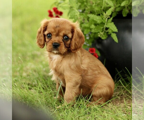 Medium Photo #4 Cavalier King Charles Spaniel Puppy For Sale in GORDONVILLE, PA, USA