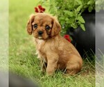 Small #3 Cavalier King Charles Spaniel