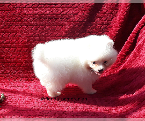 Medium Photo #8 Pomeranian Puppy For Sale in PALM BCH GDNS, FL, USA