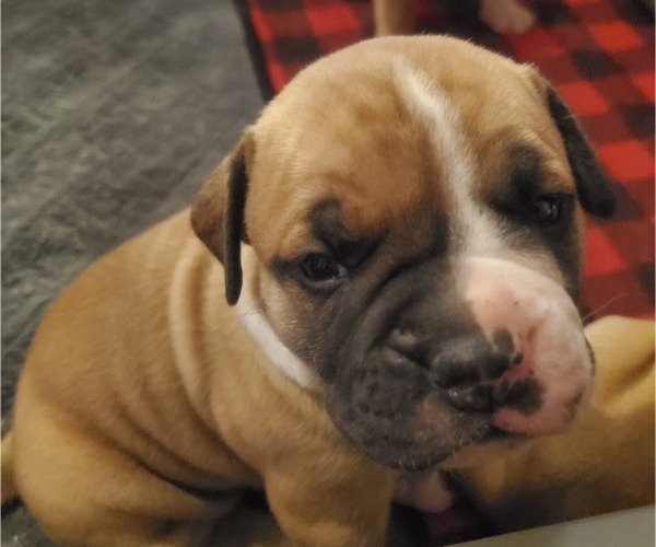 Medium Photo #1 American Bulldog Puppy For Sale in CONWAY, SC, USA