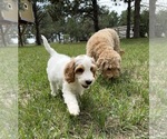 Small #19 Goldendoodle (Miniature)