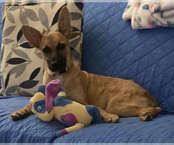 Medium Photo #8 Feist Terrier-Whippet Mix Puppy For Sale in Mt. Laurel, NJ, USA