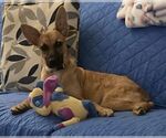 Small #7 Feist Terrier-Whippet Mix