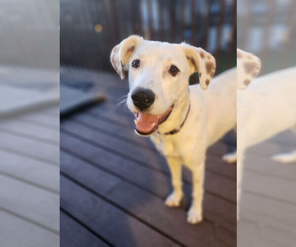 Medium Photo #5 Mutt Puppy For Sale in Farmington, MN, USA