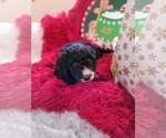 Small Photo #5 Goldendoodle-Miniature Bernedoodle Mix Puppy For Sale in LAKE CITY, FL, USA