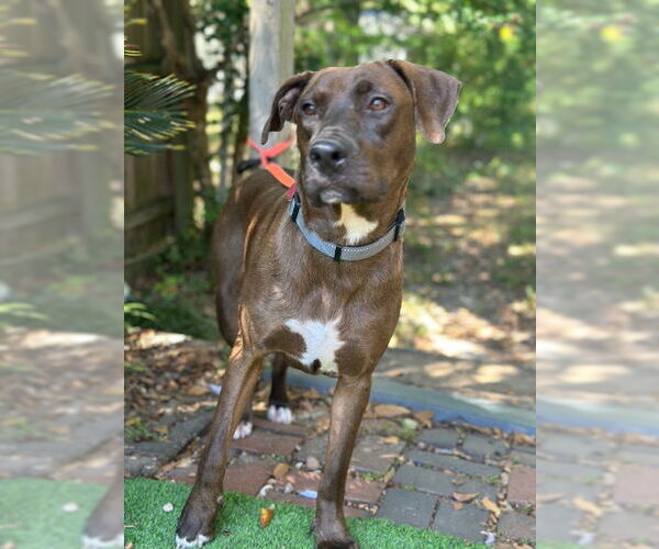 Medium Photo #4 Chocolate Labrador retriever-Unknown Mix Puppy For Sale in Newfoundland, PA, USA