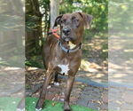 Small #3 Chocolate Labrador retriever Mix