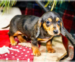 Small #7 Dachshund