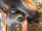 Small Photo #1 Doberman Pinscher Puppy For Sale in FOWLER, OH, USA