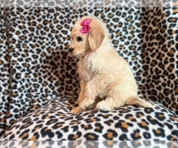 Medium Photo #4 Poodle (Standard) Puppy For Sale in LAKELAND, FL, USA