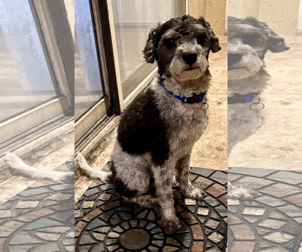 Medium Photo #2 Poodle (Miniature) Puppy For Sale in Boca Raton, FL, USA