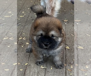 Chow Chow Puppy for sale in FONTANA, CA, USA