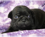 Puppy Lucille Pug