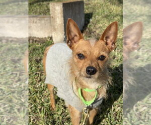 Mutt Dogs for adoption in San Leon, TX, USA