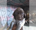 Small Photo #1 German Shorthaired Pointer Puppy For Sale in SAINT GEORGE, SC, USA
