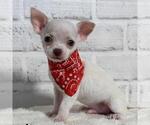 Small #18 Chihuahua