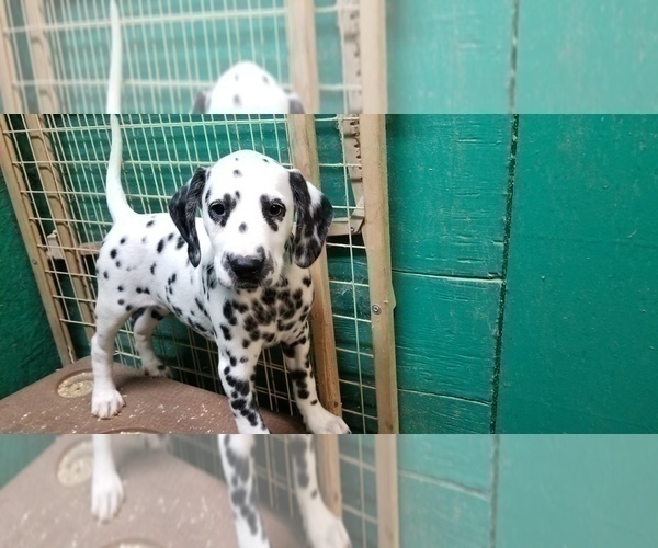 Medium Photo #3 Dalmatian Puppy For Sale in DUVALL, WA, USA
