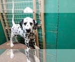 Small Photo #3 Dalmatian Puppy For Sale in DUVALL, WA, USA