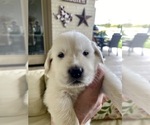 Small Photo #3 English Cream Golden Retriever Puppy For Sale in AZLE, TX, USA