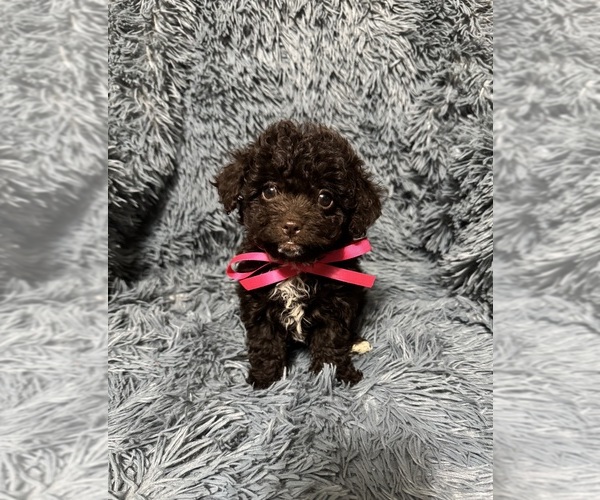 Medium Photo #1 Cavapoo (Toy) Puppy For Sale in JEFFERSONVILLE, IN, USA
