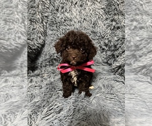 Cavapoo (Toy) Puppy for sale in JEFFERSONVILLE, IN, USA