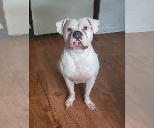 Mother of the American Bully puppies born on 04/28/2025