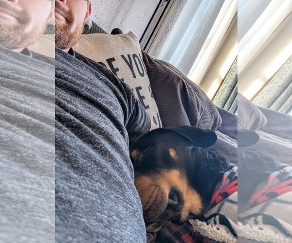 Medium Photo #9 Doberman Pinscher-Unknown Mix Puppy For Sale in Minneaoplis, MN, USA