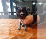 Small Photo #41 Wirehaired Pointing Griffon Puppy For Sale in WASHOUGAL, WA, USA
