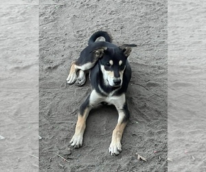 Alaskan Malamute-German Shepherd Dog Mix Puppy for sale in MIDLOTHIAN, VA, USA