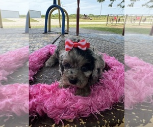 Morkie Puppy for Sale in LANCASTER, Missouri USA