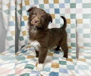 Miniature Australian Shepherd Puppy for sale in FRANKLIN, IN, USA