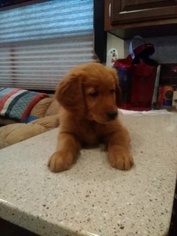 Golden Retriever Puppy for sale in ALVIN, TX, USA