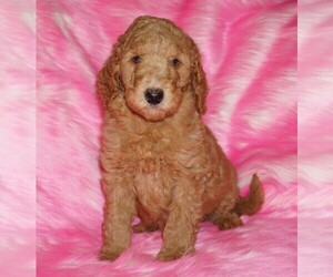 Labradoodle Puppy for sale in LA HABRA, CA, USA